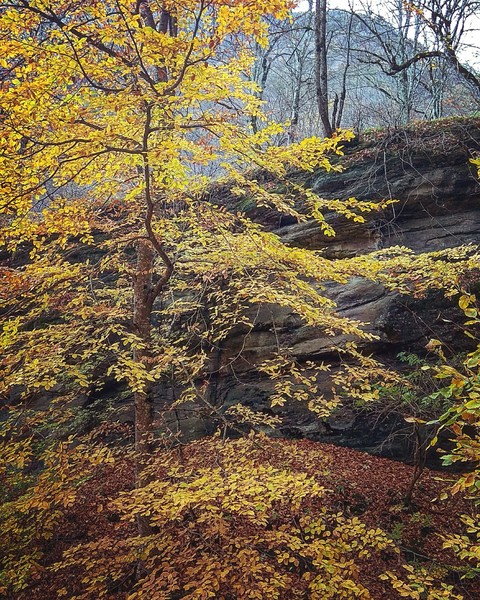 Fall