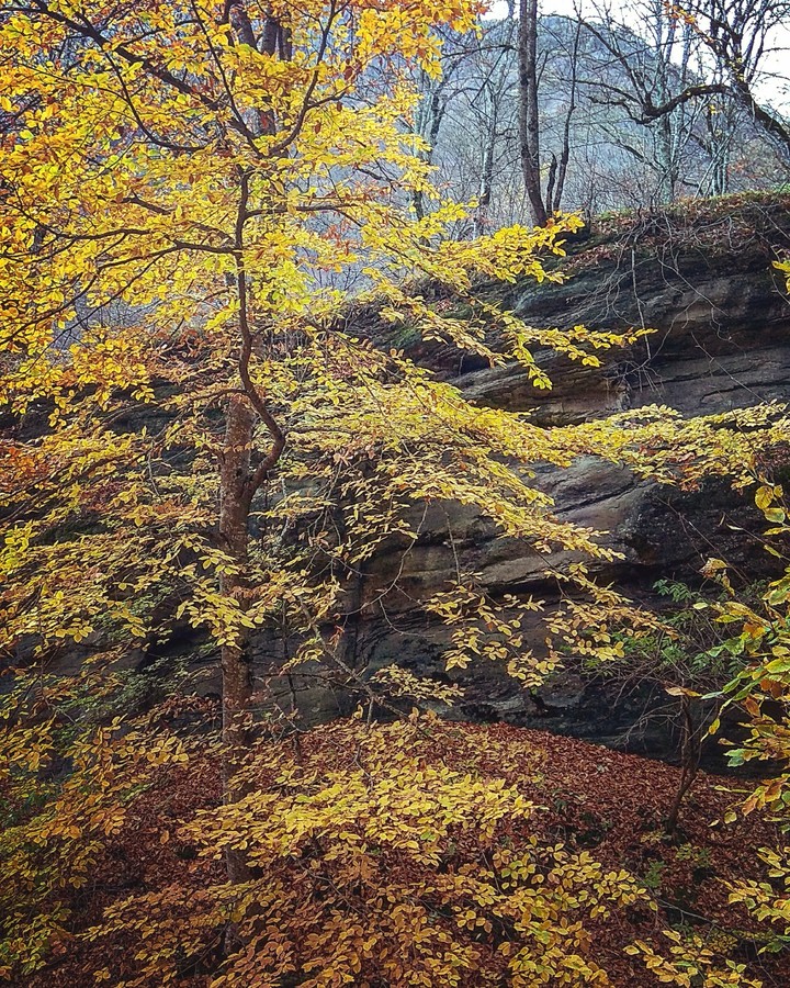 Fall