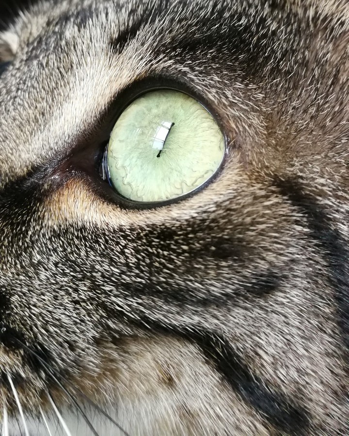 Eye of the tiger