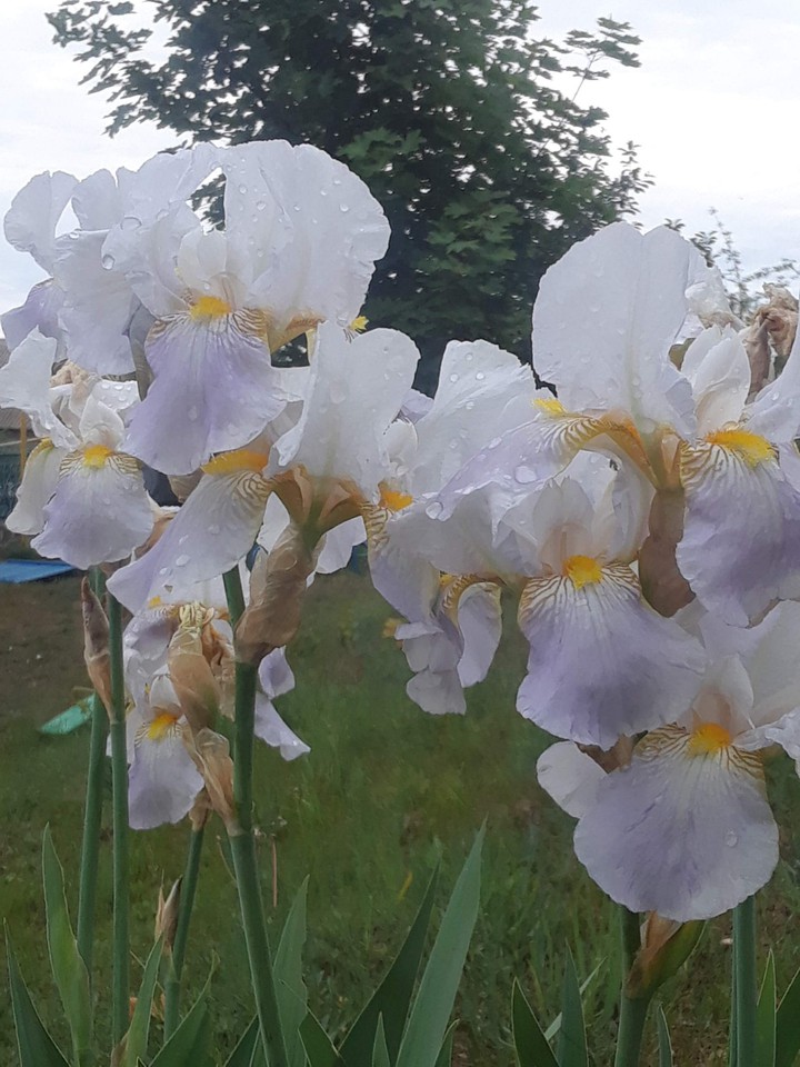 flowers
