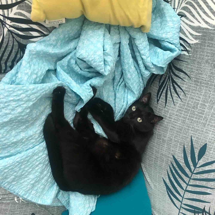 summer cat