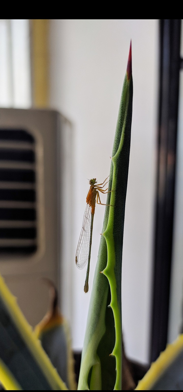 damselfly