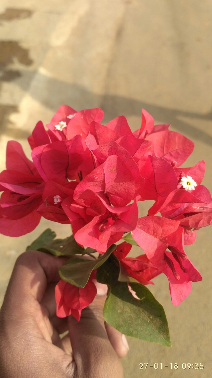 flowers