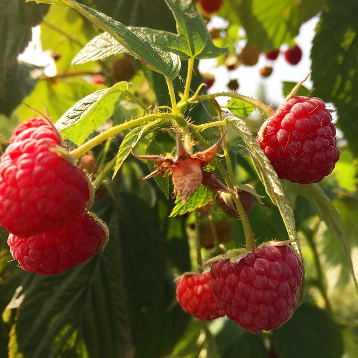 raspberries