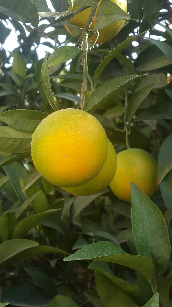 پرتقال . حیاط خانه