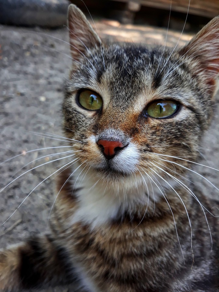 Cat