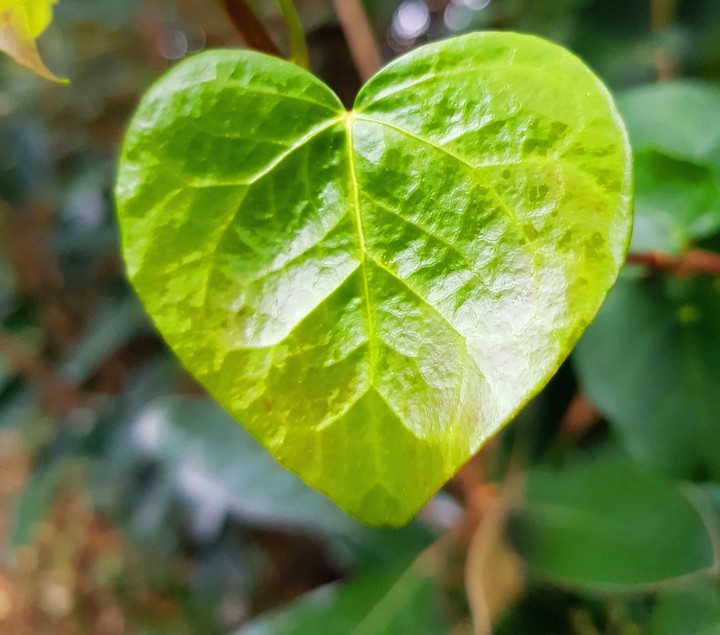 하트.
