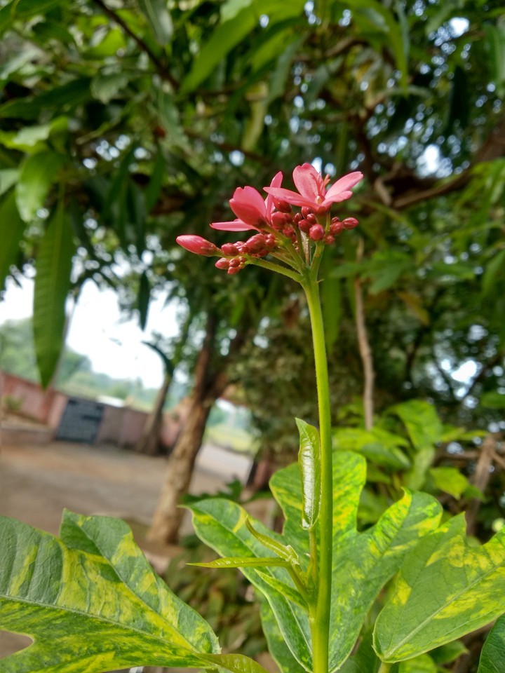 flower