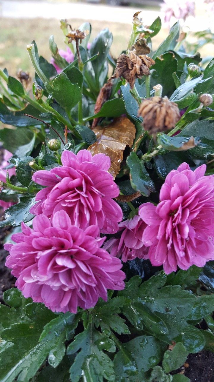 mauve mums
