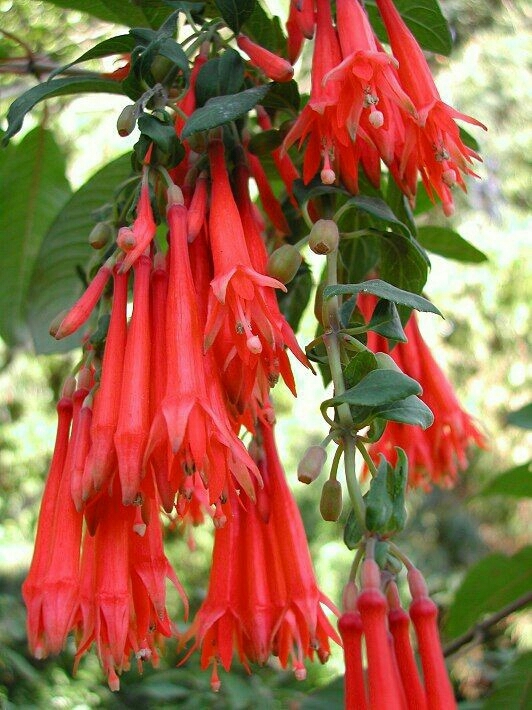 Fuchsia