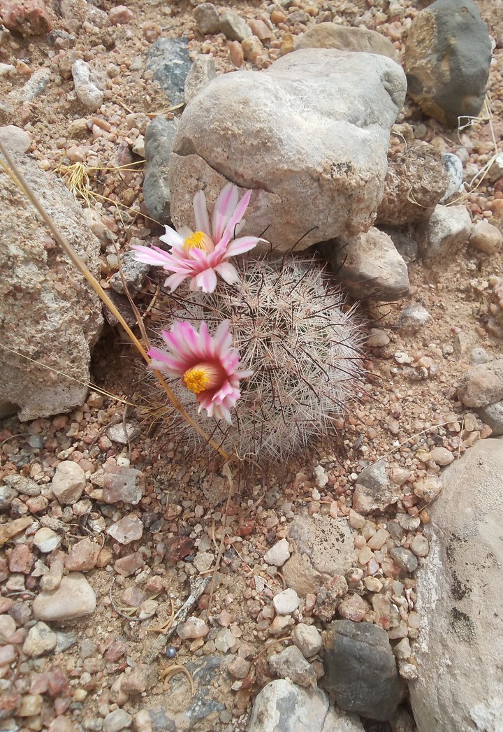 So pretty, want to touch it.