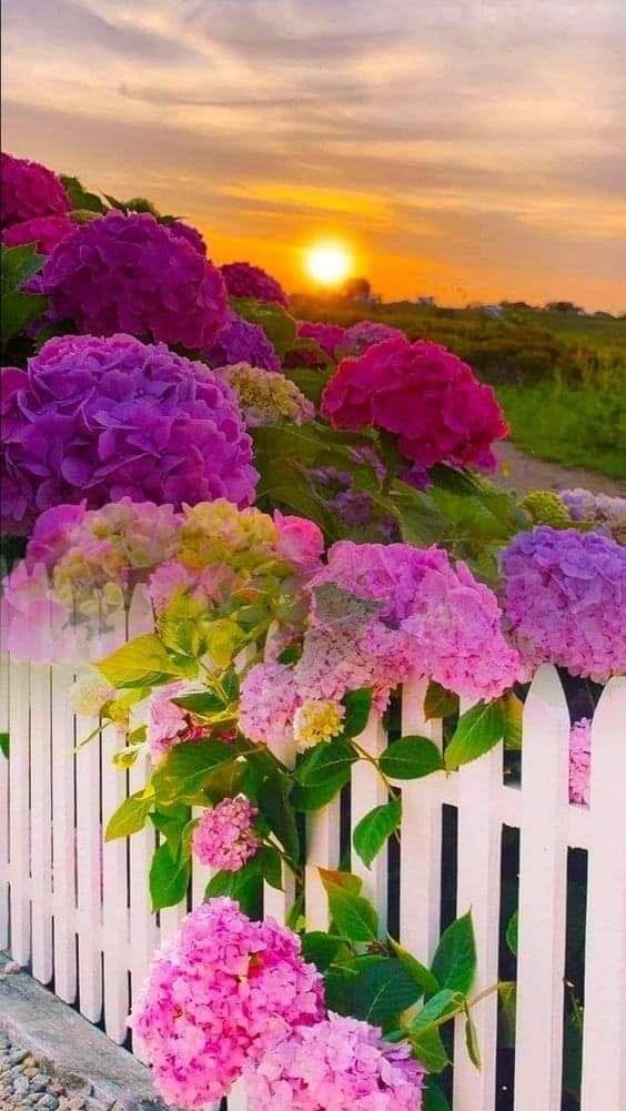 butifull flowers