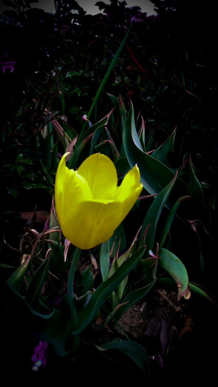 dark yellow