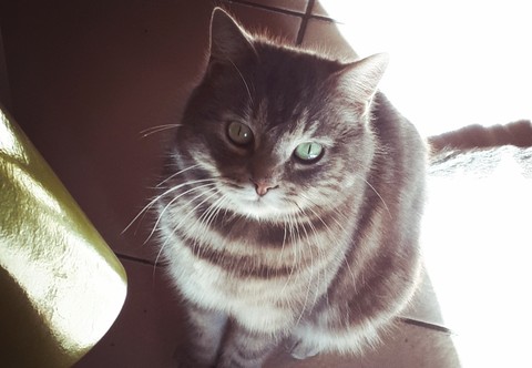 My cat
