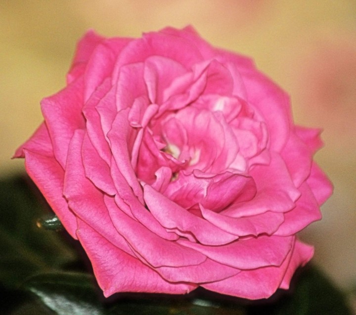 Pink Rose
