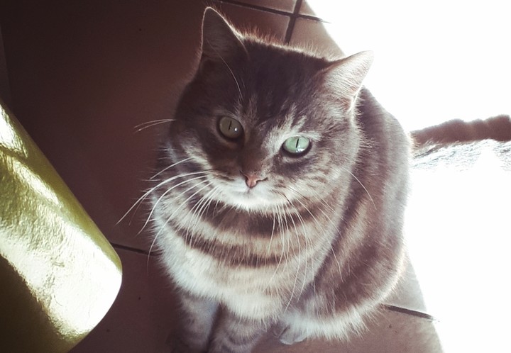 My cat
