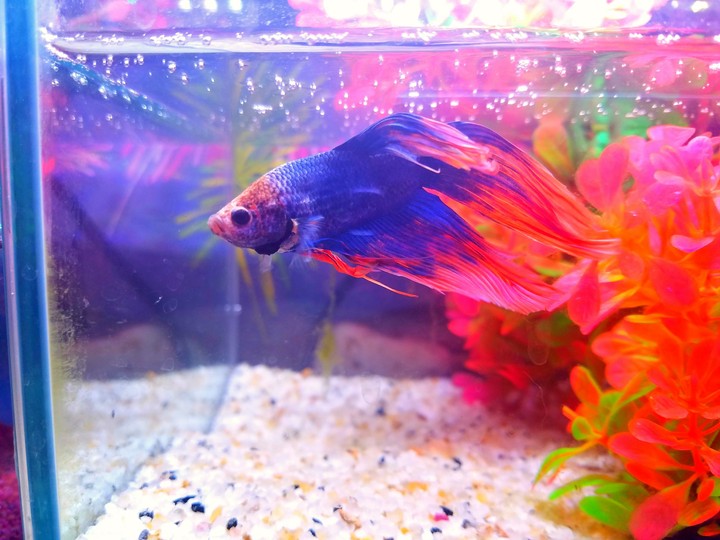 My Little Mermaid