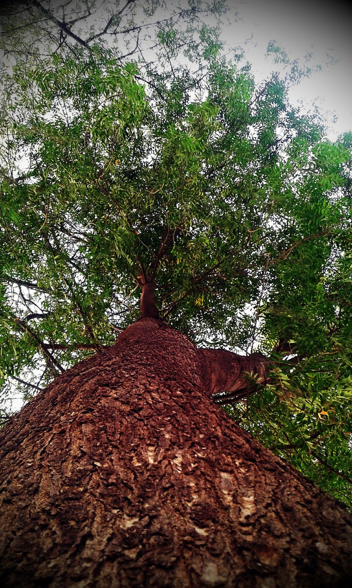 nature