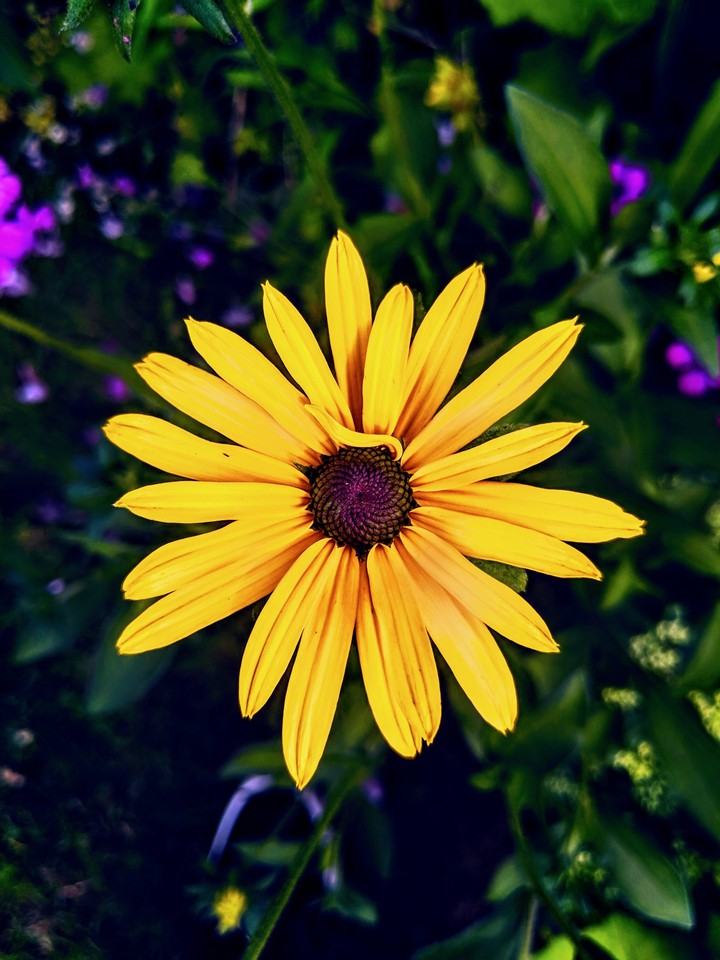 yellow queen