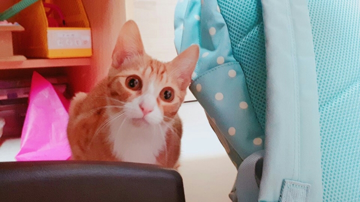 땅콩이