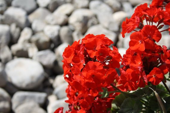 PERENNIAL GERANIUM