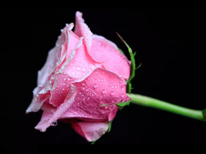 fleurs