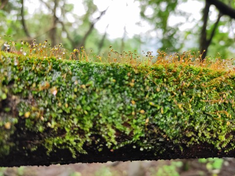 Nature