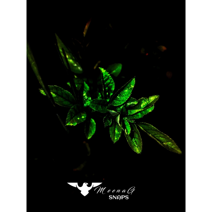 leaves