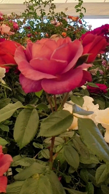 Red Rose