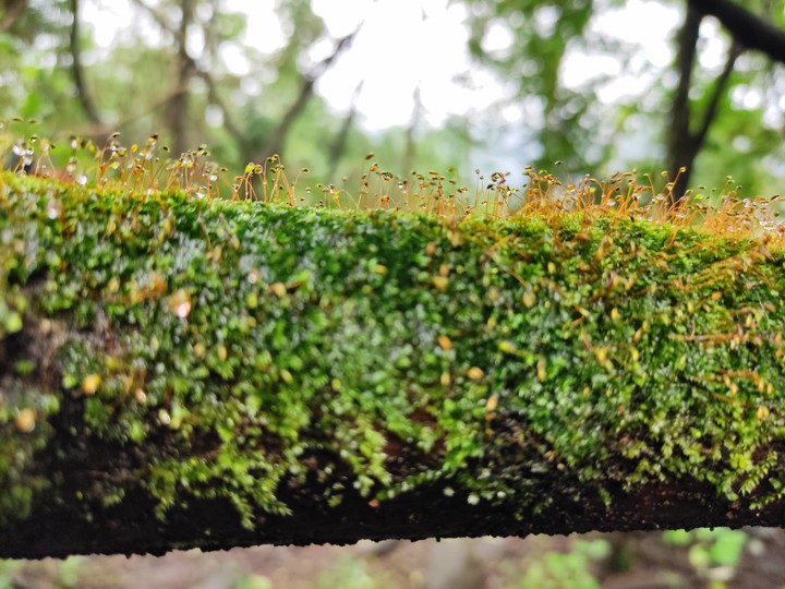 Nature