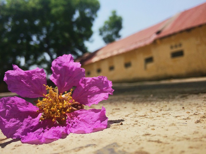 Summer Flower