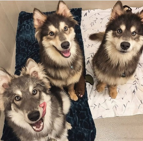 utonagan, dog achtergronden