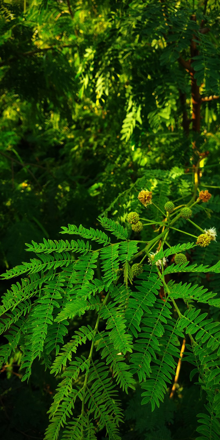 greenery