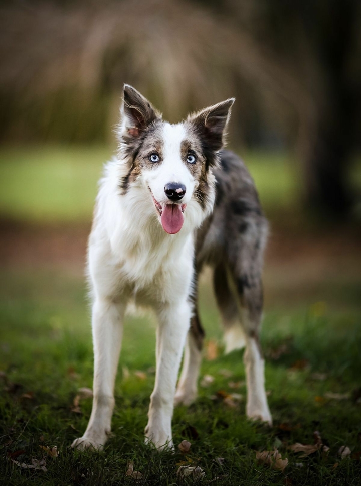 Because There Is No Better Dog