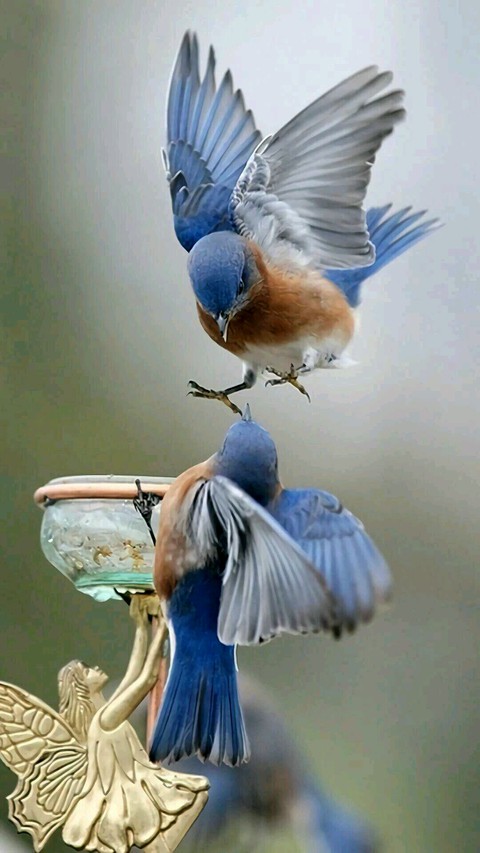 bird, bluebird háttérképek