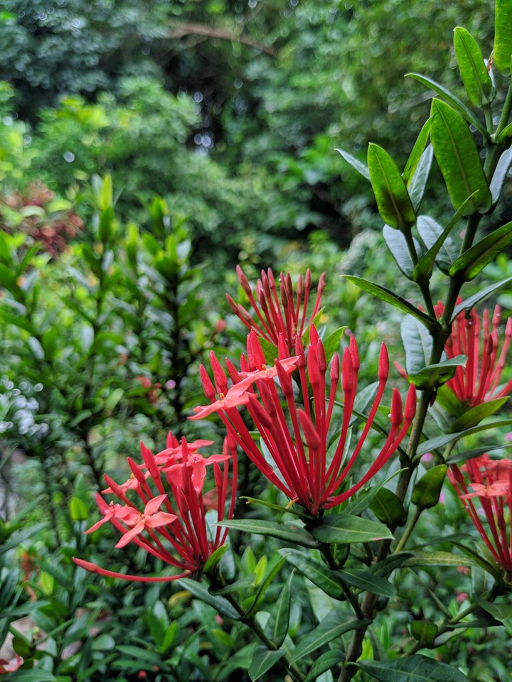 Ixora coccinea