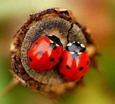 L' uno accanto all' altra....