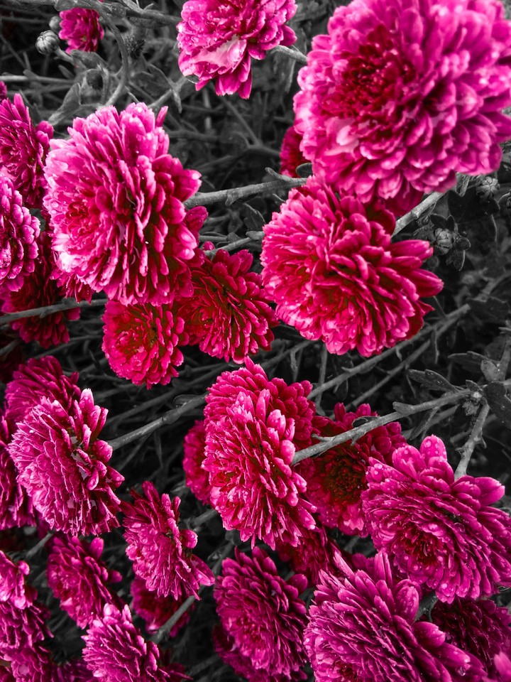 flowers