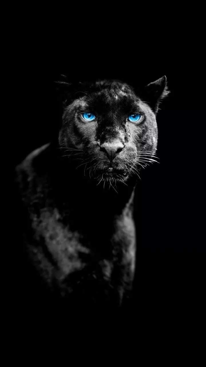 Black Panther