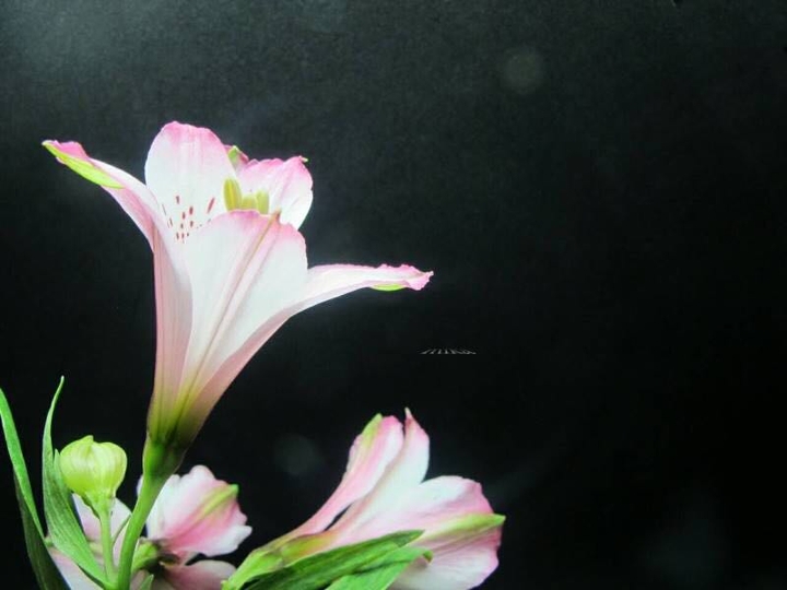 《花朵朵》水仙百合 ~