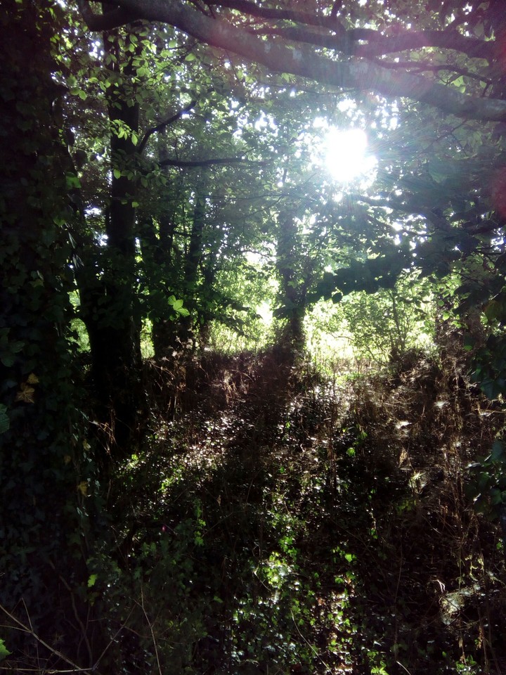 The Grove