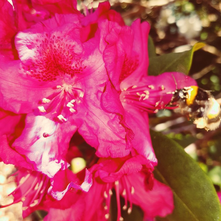 Pink Nektar