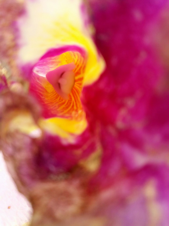 orchidea