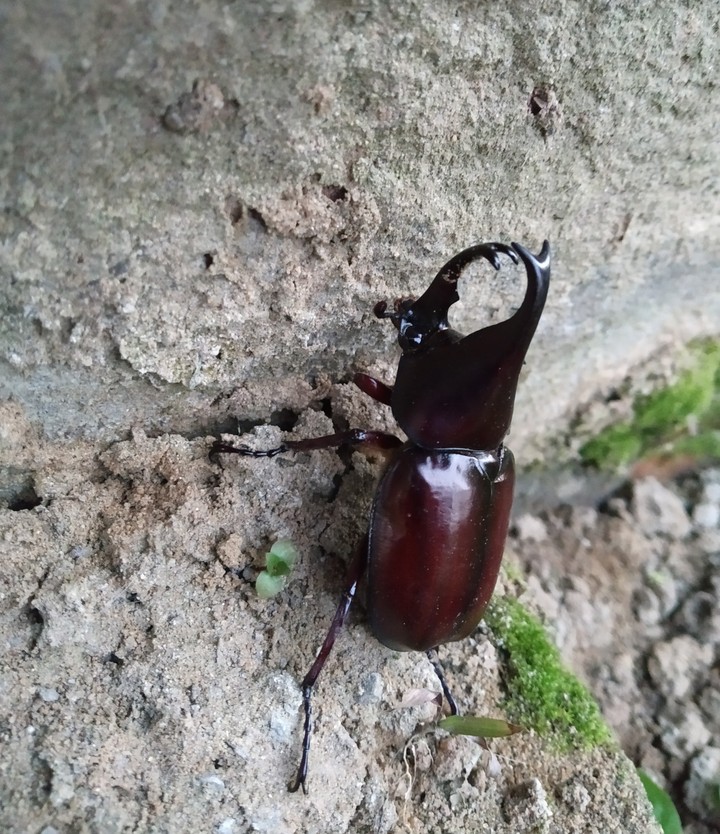 Insect