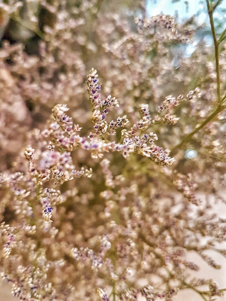 Summer Blooms
