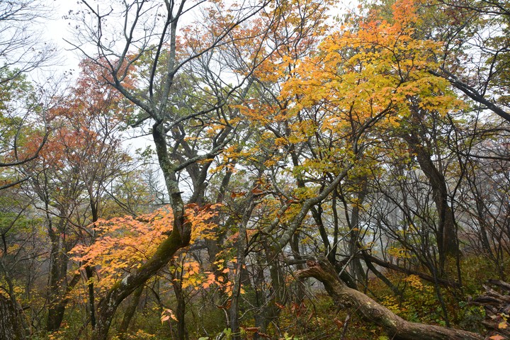 오대산이미지