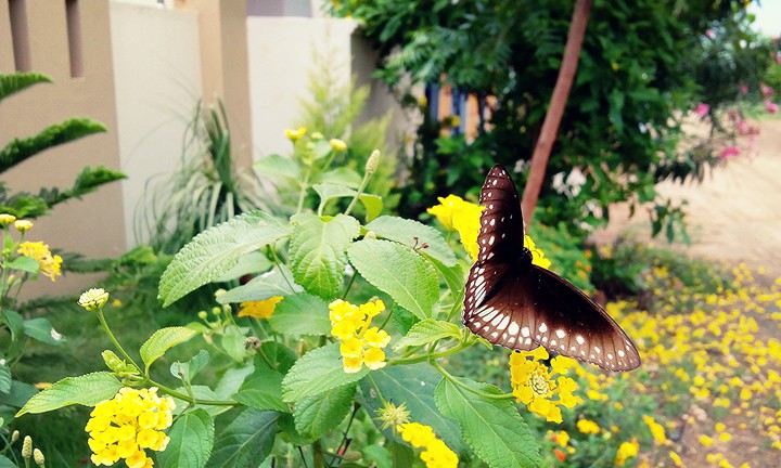 Butterfly Wing☺️