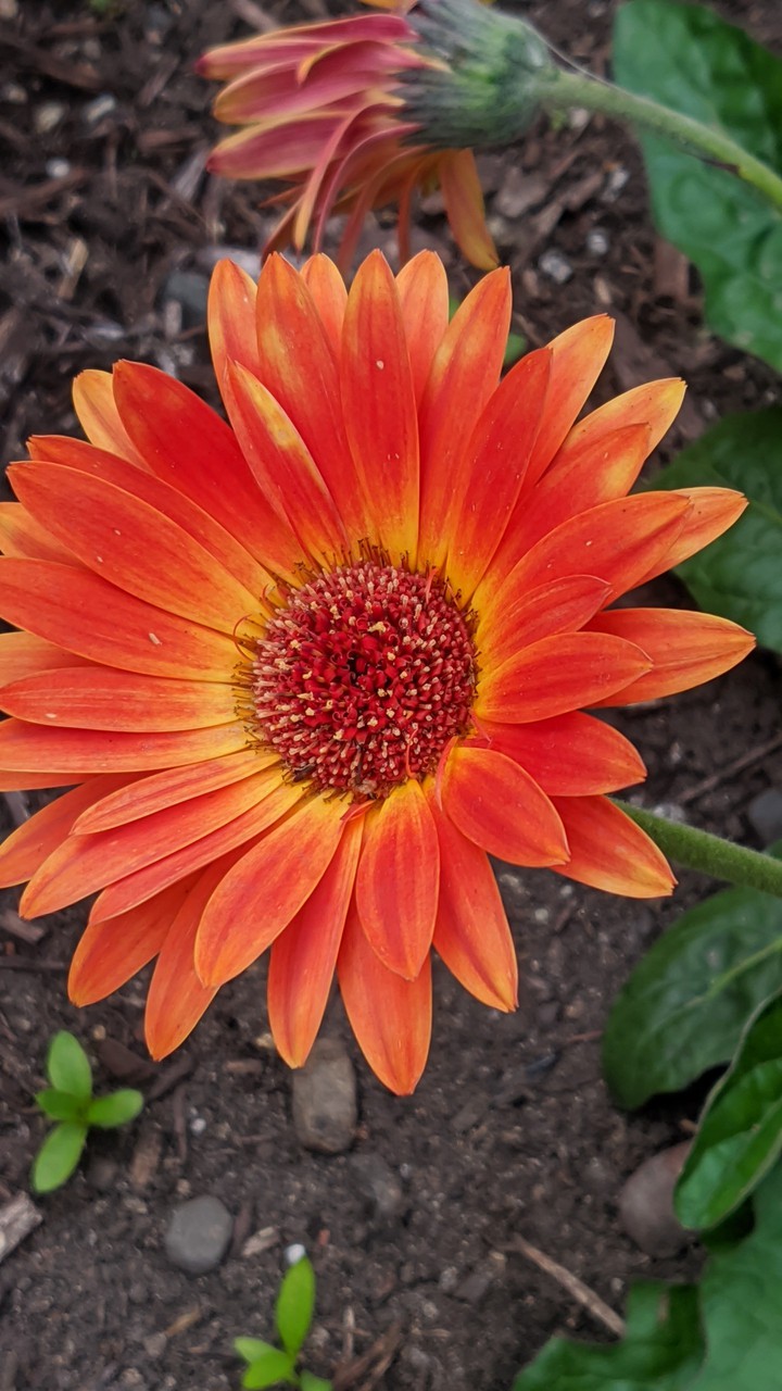 orange