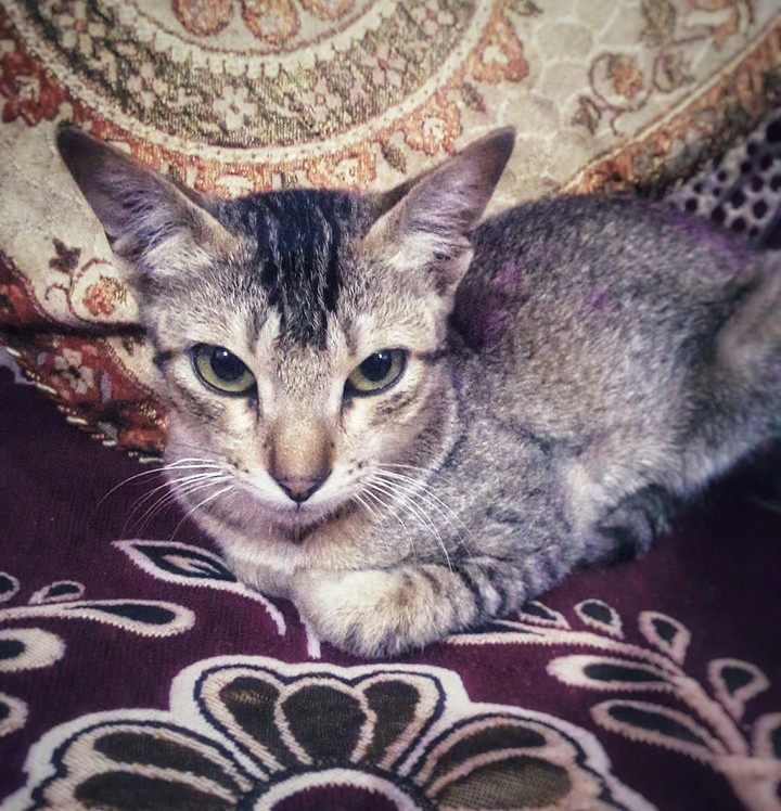 Cat mama
