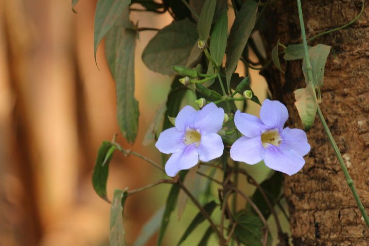 #Violet #JT_photography